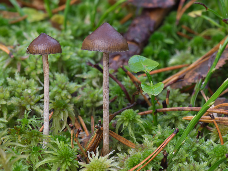 Psilocybe atrobrunnea